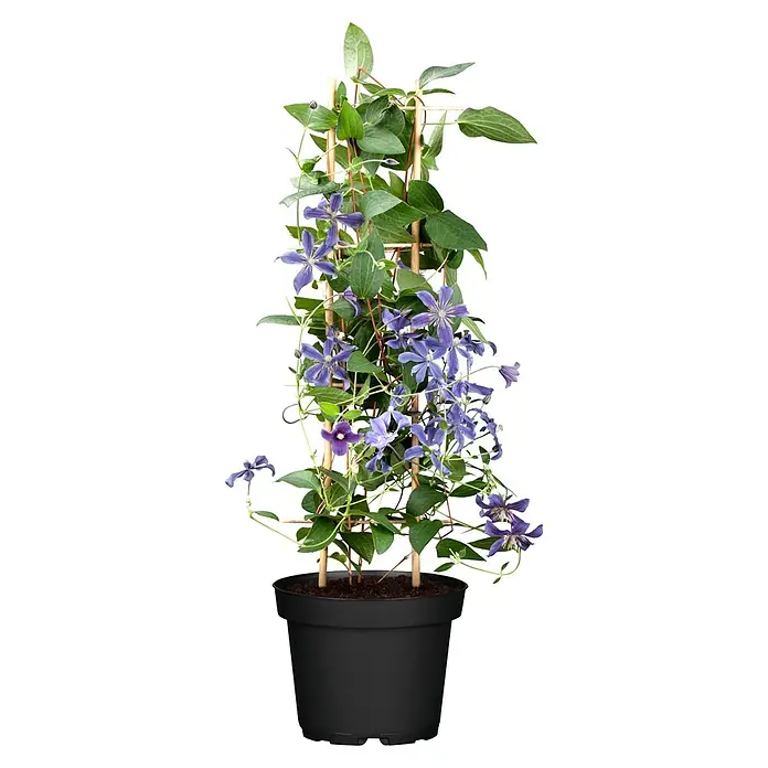 Piardino Waldrebe - Clematis hybride 'Boulevard', Topfgröße: 15 cm, Blau - Vorderansicht