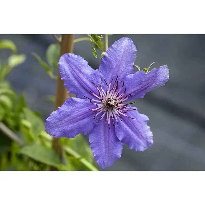 Piardino Waldrebe - Clematis hybride 'Boulevard', Topfgröße: 15 cm, Blau - Detailaufnahme