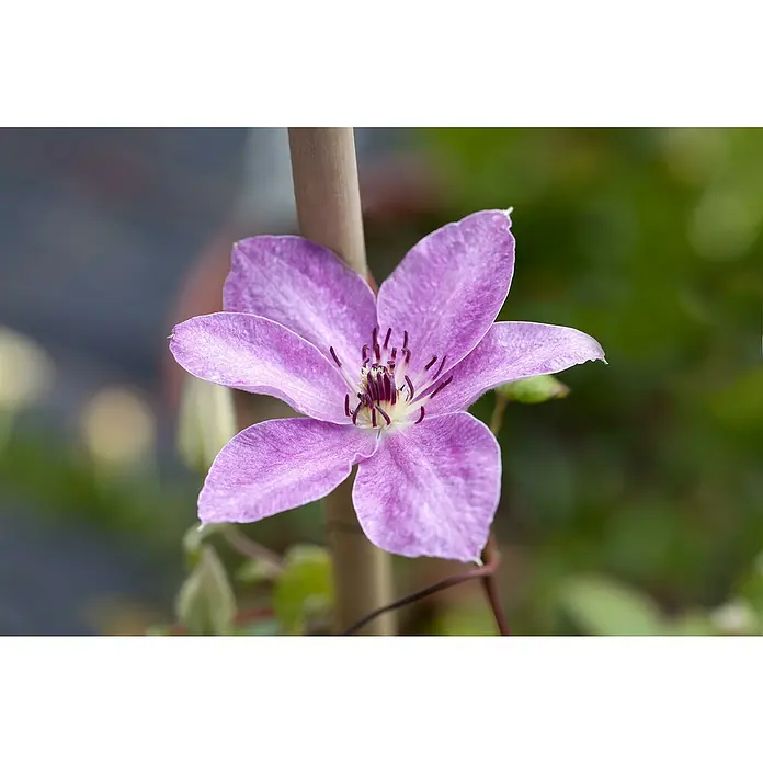 Waldrebe - Clematis hybride 'Boulevard', Topfgröße: 15 cm, Rot - Detailaufnahme
