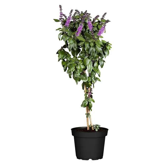 Piardino Strauchbasilikum Stämmchen - Ocimum basilicum Bienennährpflanze, Topfgröße: 19 cm - Vorderansicht