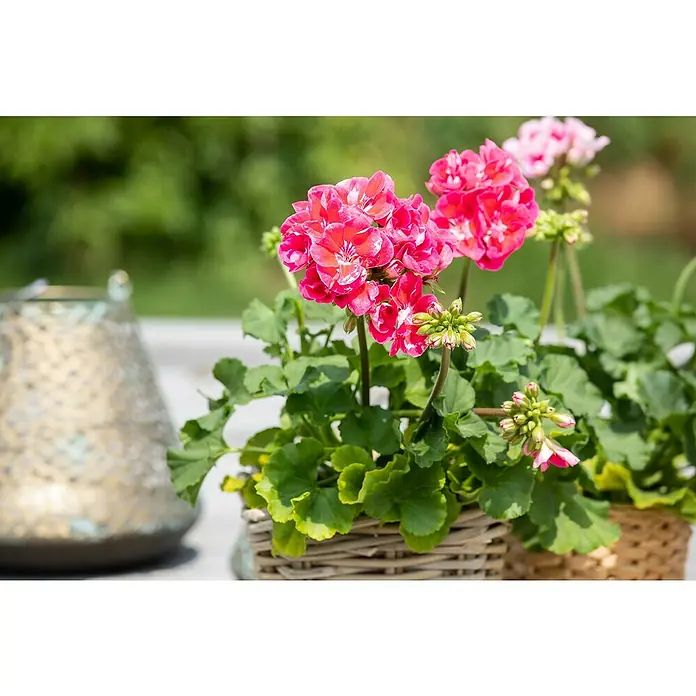 Zonal-Pelargonie - Pelargonium zonale 'Big Eeze', Topfgröße: 12 cm, Sortenabhängig - Stimmungsaufnahme