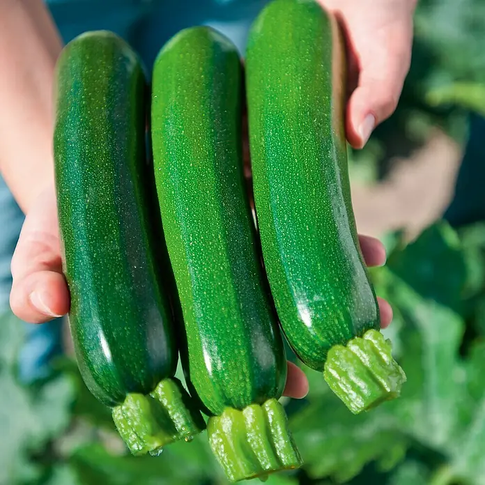 Piardino Zucchini Bio - Cucurbita pepo 'Zodiac', 11 cm, Erntezeit: August - Oktober - Anwendungsbeispiel