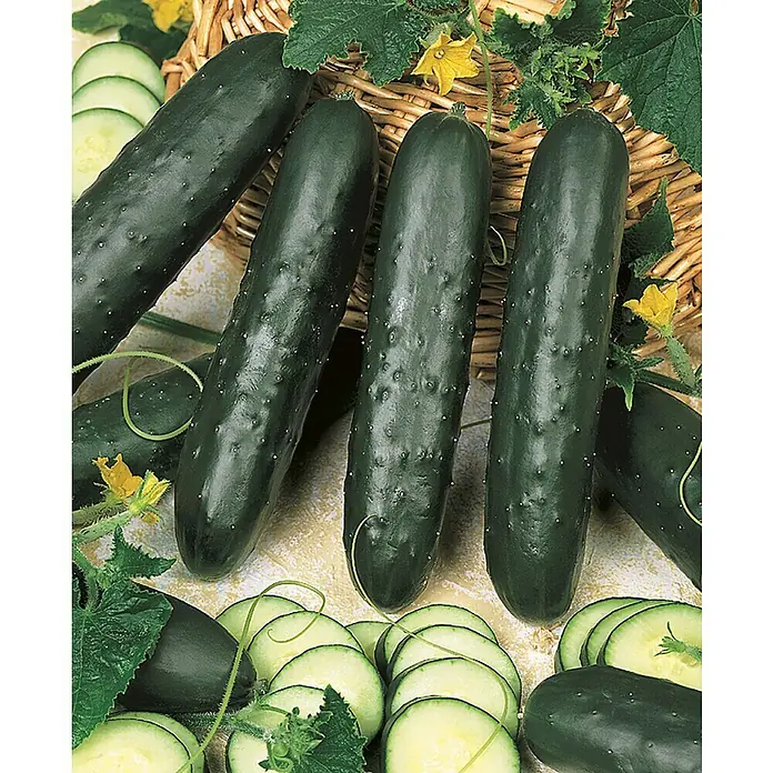 Piardino Gurke Bio - Cucumis sativus 'Kenia', 11 cm, Erntezeit: August - Oktober - Stimmungsaufnahme