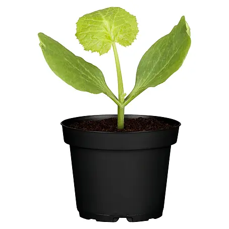 Piardino  Zucchini