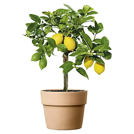 Deroma  Pflanztopf Perfetto