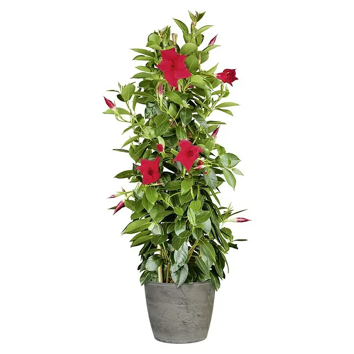 Pflanztopf Maestro - Außenmaß (Ø x H): 24 x 21,5 cm, Material: Naturmaterialien, Farbe: Grau - Vorderansicht