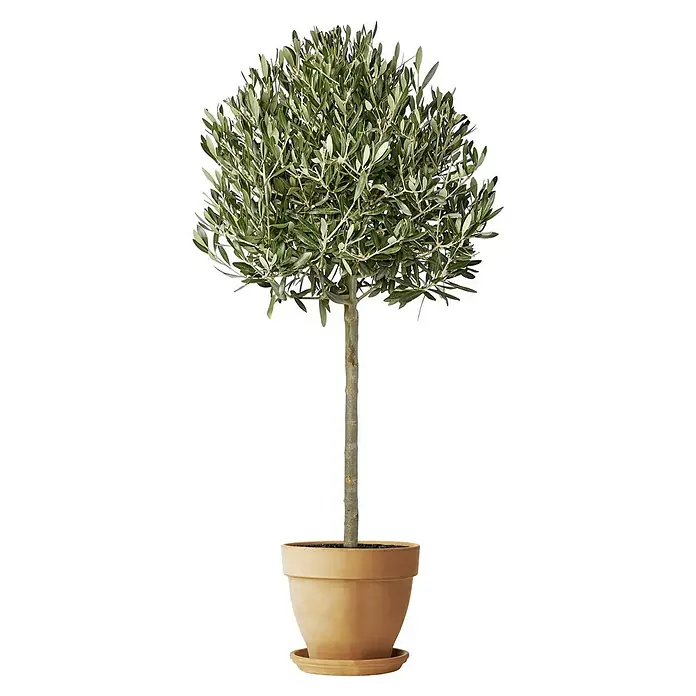 Deroma White Garden Pflanztopf Montelupo Set - Außenmaß (Ø x H): 27 x 24,5 cm, Naturmaterialien, Tonweiß - Vorderansicht