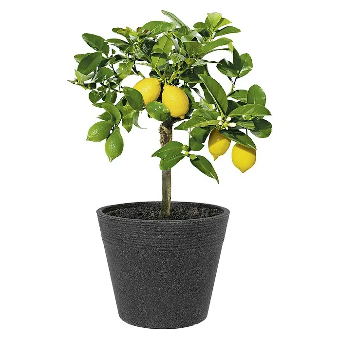 Geli Pflanztopf Napoli - Außenmaß (Ø x H): 30 x 29 cm, Kunststoff, Anthrazit, Strukturoptik - Vorderansicht