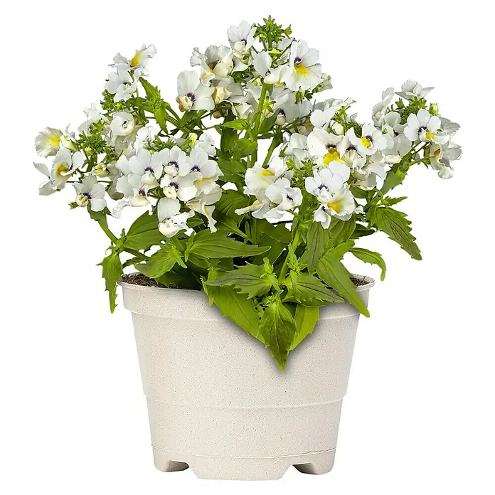 Piardino Pflanzen-Mix Balkonpflanzen Bioform - Balkonpflanzen in Arten & Sorten, Topfgröße: 12 cm - Vorderansicht
