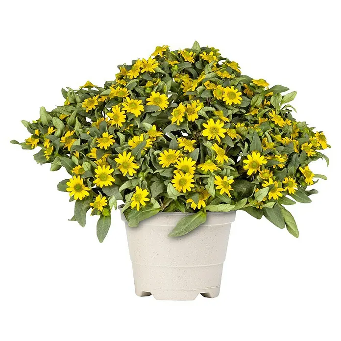 Piardino Pflanzen-Mix Balkonpflanzen Bioform - Balkonpflanzen in Arten & Sorten, Topfgröße: 12 cm - Vorderansicht