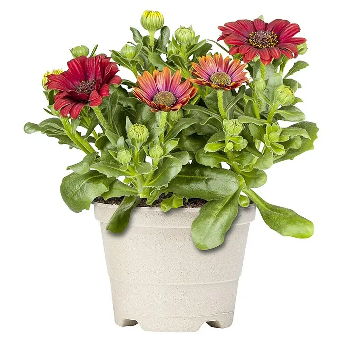 Piardino Pflanzen-Mix Balkonpflanzen Bioform - Balkonpflanzen in Arten & Sorten, Topfgröße: 12 cm - Vorderansicht