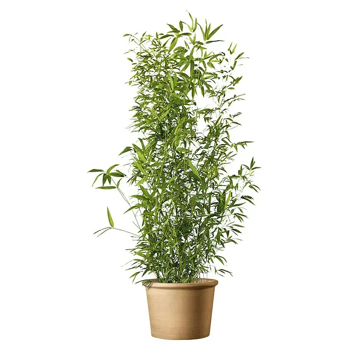 Deroma White Garden Pflanzkübel rund Cilindro Bordato - Außenmaß (Ø x H): 38,4 x 28,9 cm, Naturmaterialien, Tonweiß - Vorderansicht