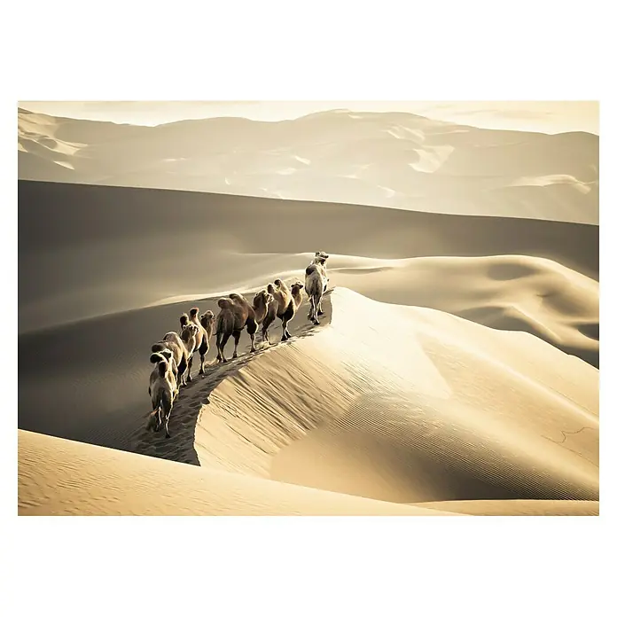 Impresión artística Camellos & Dunas - Ciudad, 97 x 65 cm - Vista frontal