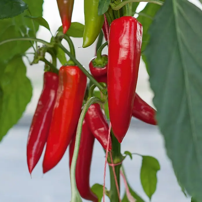 Piardino Paprika Bio - Capsicum annuum 'Amboy', 12, Erntezeit: August - Oktober - Detailaufnahme