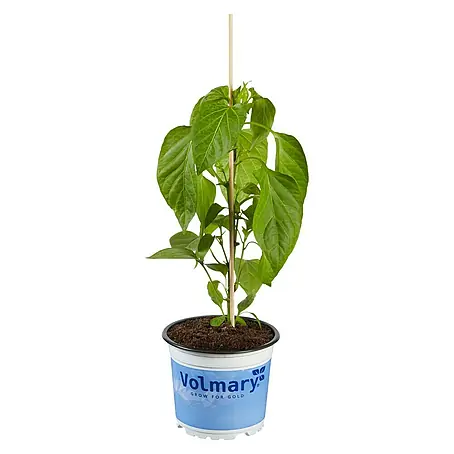 Piardino  Paprika