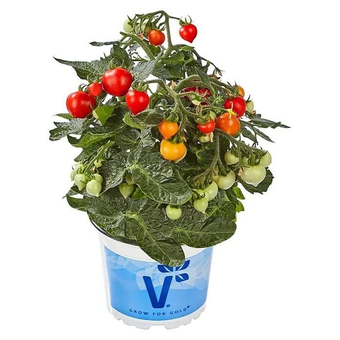 Tomate Bio - Solanum lycopersicum 'Bolstar Baloe', 11 cm, Erntezeit: Juli - Oktober - Vorderansicht