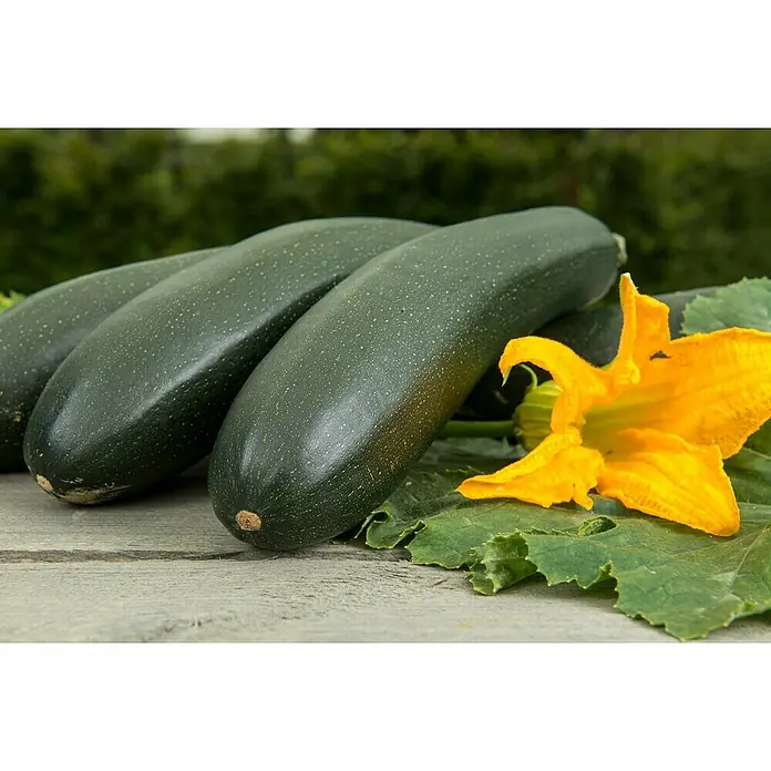 Zucchini Bio - Cucurbita pepo subsp. pepo convar. giromontiina 'Alando'', 11 cm, Erntezeit: August - Oktober - Stimmungsaufnahme