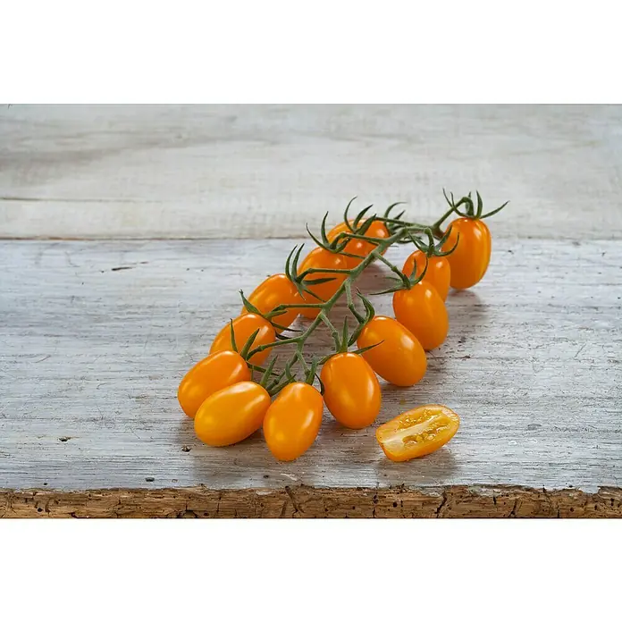 Piardino Cherrytomate Bio - Lycopersicon esculentum 'Mirado® Orange' F1, 12 - Stimmungsaufnahme