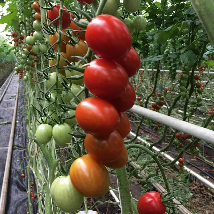 Tomate Bio - Solanum lycopersicum 'Bolstar Baloe', 11 cm, Erntezeit: Juli - Oktober - Stimmungsaufnahme
