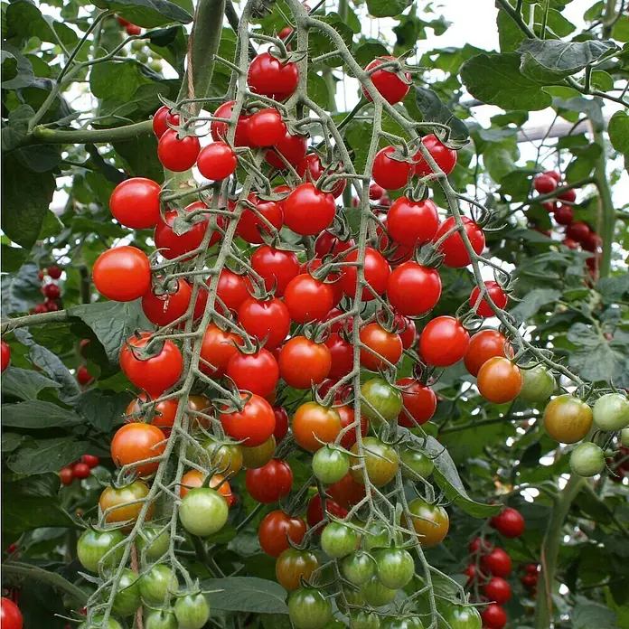 Tomate Bio - Solanum lycopersicum 'Bartelly', 11 cm, Erntezeit: Juli - Oktober - Stimmungsaufnahme