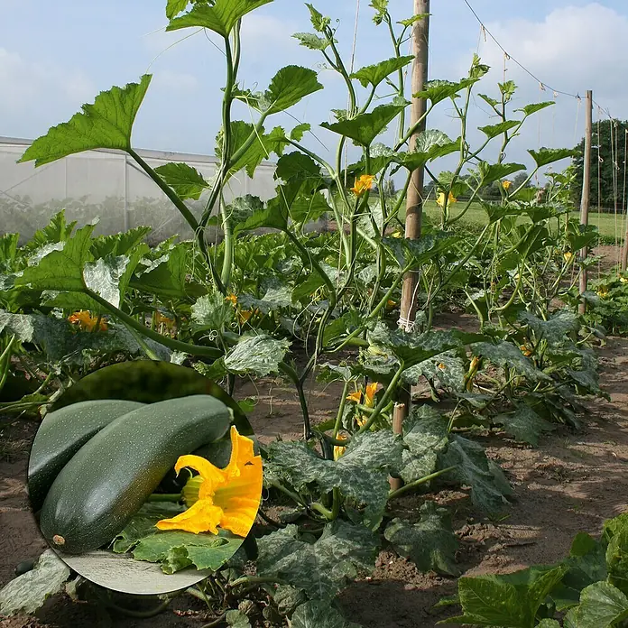 Zucchini Bio - Cucurbita pepo subsp. pepo convar. giromontiina 'Alando'', 11 cm, Erntezeit: August - Oktober - Stimmungsaufnahme