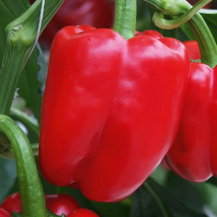 Piardino Jumbo-Paprika Bio - Capsicum annuum 'Beluga® Red' F1, 12 cm, Erntezeit: August - Oktober - Detailaufnahme