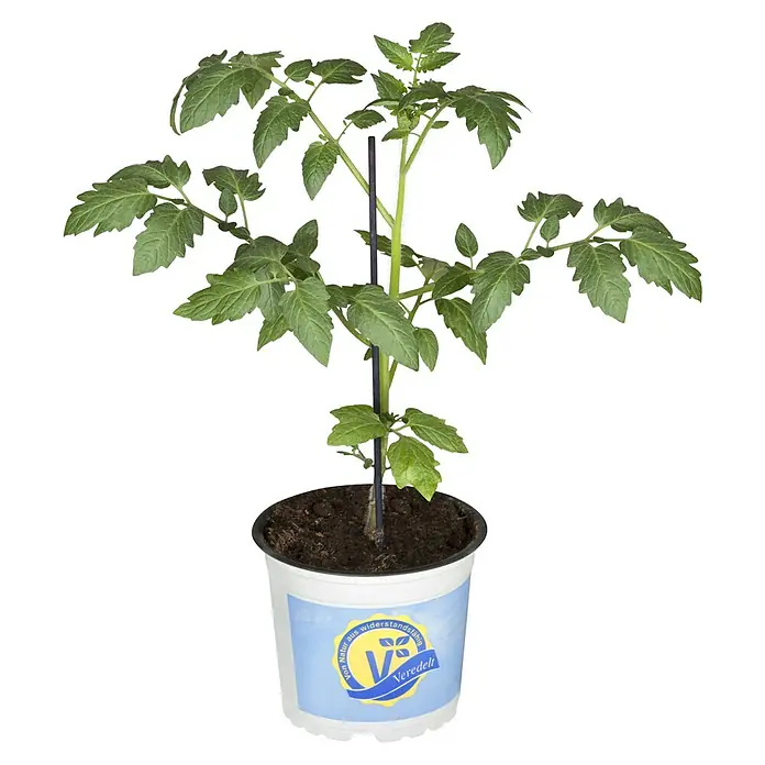 Piardino Fleischtomate Bio - Solanum lycopersicum 'Buffalo Steak', 12 cm, Erntezeit: Juli - Oktober - Diagonale Ansicht