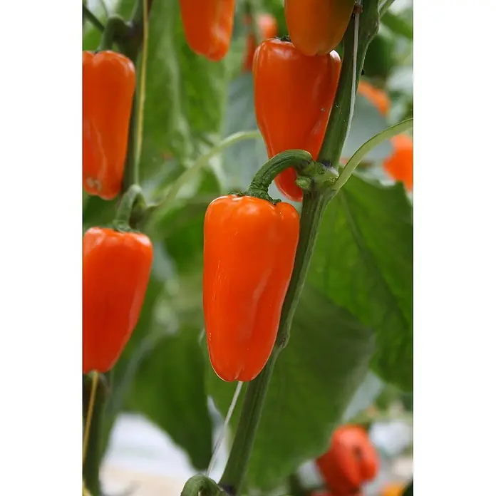 Piardino Paprika - Capsicum annuum 'Lubega', 10,5 cm, Erntezeit: August - Oktober, Farbe Frucht: Orange - Detailaufnahme