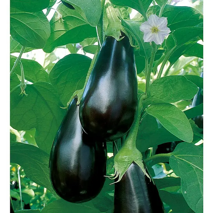 Piardino Aubergine Bio - Solanum melongena 'Madonna', 12 cm, Erntezeit: Juli - Oktober - Stimmungsaufnahme