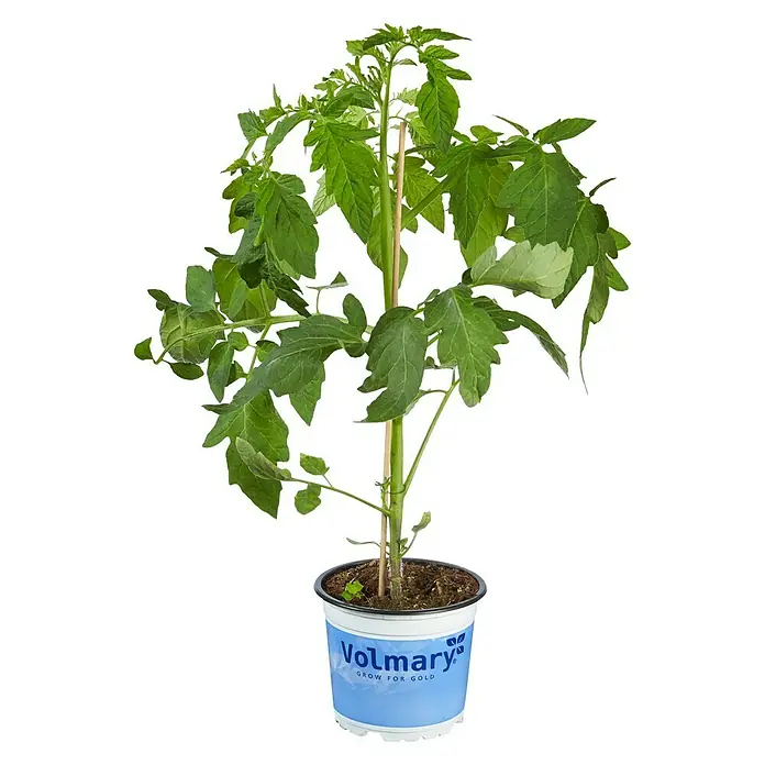 Piardino Tomate Bio - Solanum lycopersicum 'Solena® Sweet Choco', 11 cm, Erntezeit: Juli - Oktober - Vorderansicht