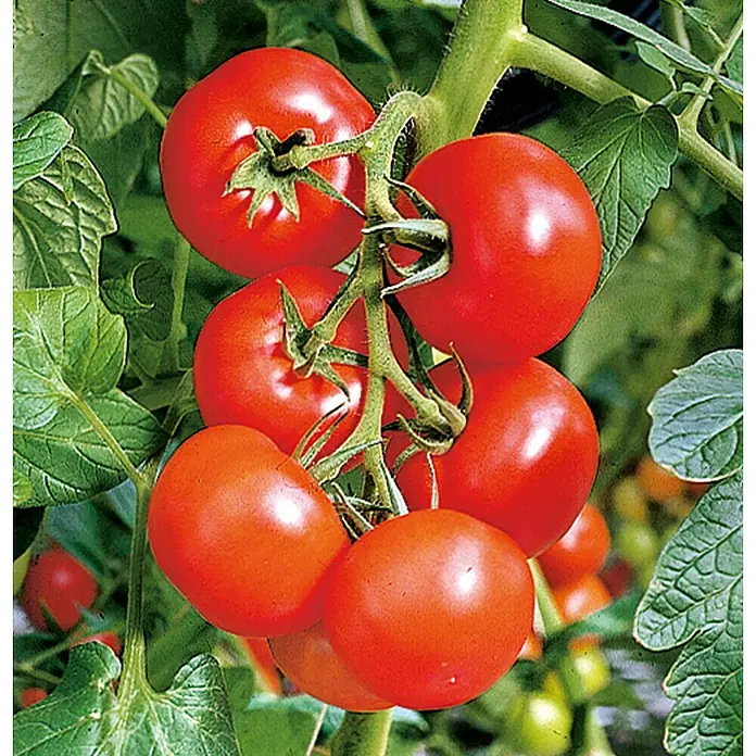 Piardino Tomate Bio - Solanum lycopersicum 'Phantasia', 11 cm, Erntezeit: Juli - Oktober - Stimmungsaufnahme