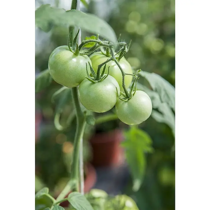 Piardino Tomate Bio - Solanum lycopersicum 'Phantasia', 11 cm, Erntezeit: Juli - Oktober - Stimmungsaufnahme
