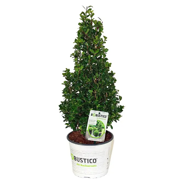 Japan-Stechpalme 'Robustico' - Ilex crenata 'Robustico', Blütenfarbe: Cremeweiß - Vorderansicht