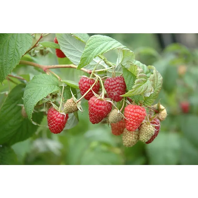 Piardino Himbeere - Rubus idaeus 'Regina', Topfgröße: 17 cm, Erntezeit: Juni - Juli - Detailaufnahme