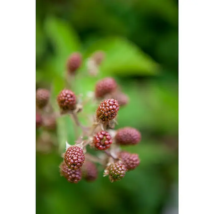 Piardino Taybeere - Rubus Buckingham Tayberry, Topfgröße: 17 cm, Erntezeit: Juni - Detailaufnahme
