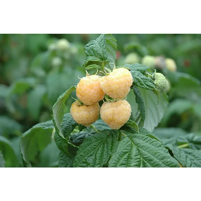 Piardino Himbeere - Rubus idaeus 'Alpengold', Topfgröße: 17 cm, Erntezeit: August - Oktober - Detailaufnahme