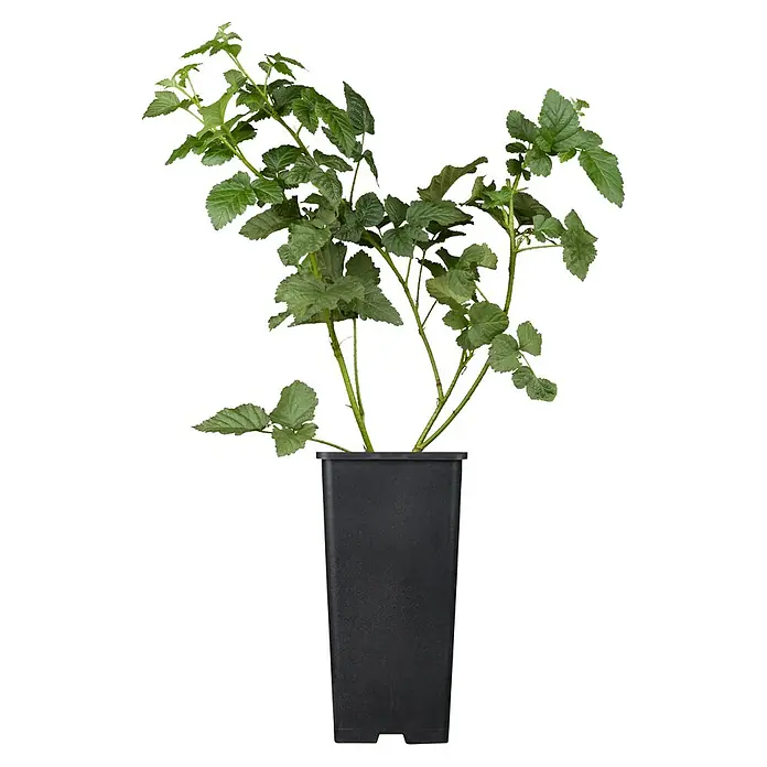 Piardino Taybeere - Rubus Buckingham Tayberry, Topfgröße: 17 cm, Erntezeit: Juni - Vorderansicht