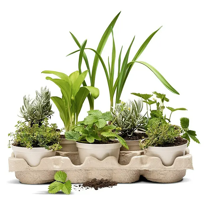 Piardino Pflanzen-Mix Balkonpflanzen Bioform - Balkonpflanzen in Arten & Sorten, Topfgröße: 12 cm - Vorderansicht