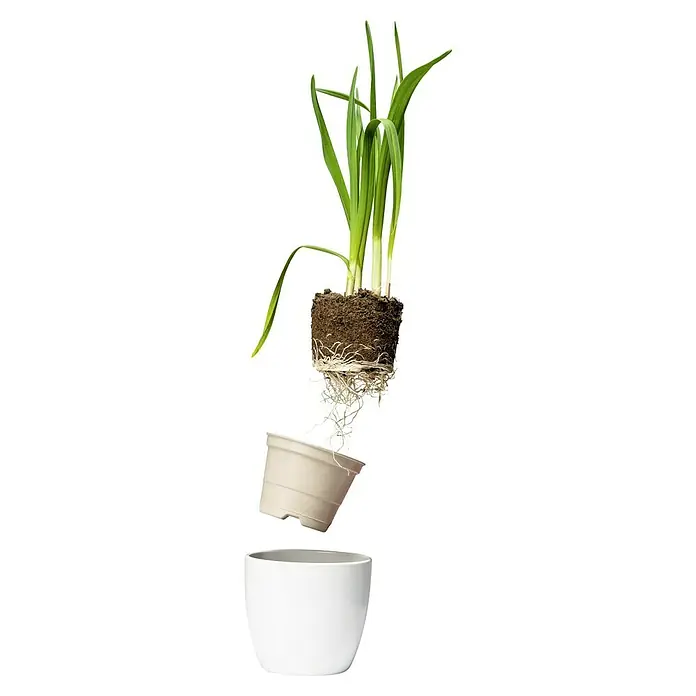 Piardino Pflanzen-Mix BioForm Pflanztopf - Gemüse veredelt, Topfgröße: 12 cm - Detailaufnahme