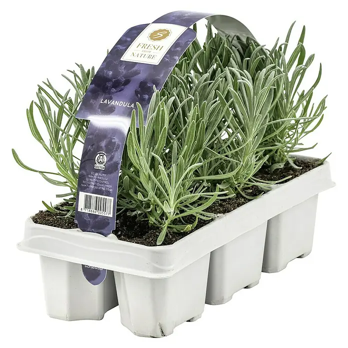 Piardino Lavendel 6er Pack - Lavandula angustifolium, Topfgröße: 9 cm, Lavendelblau - Diagonale Ansicht