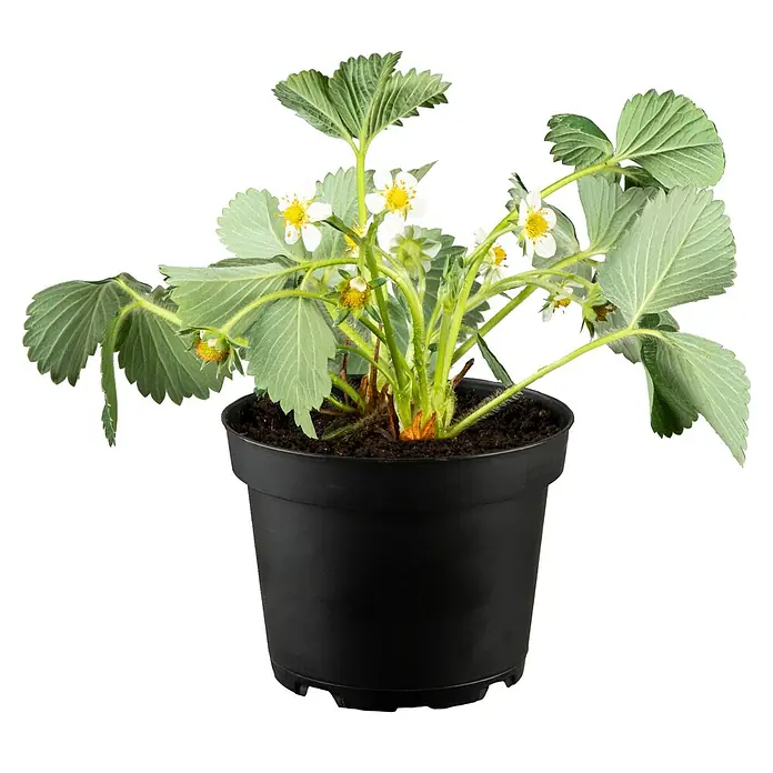 Piardino Erdbeere - Fragaria vesca var. semperflorens 'Elsanta'® - Vorderansicht