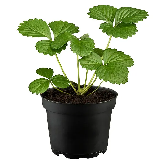 Piardino Erdbeere - Fragaria vesca var. semperflorens 'Elsanta'® - Vorderansicht