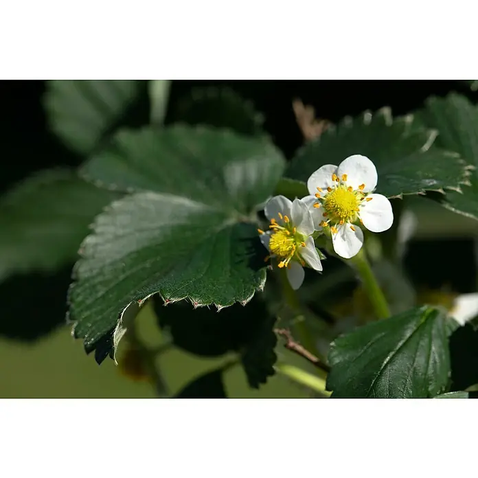 Piardino Erdbeere - Fragaria vesca var. semperflorens 'Elsanta'® - Detailaufnahme