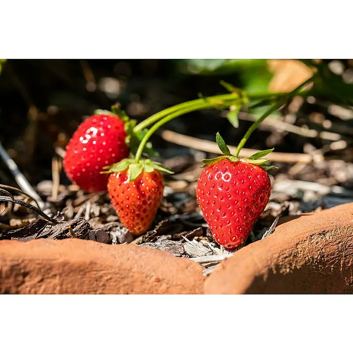 Piardino Erdbeere - Fragaria vesca var. semperflorens 'Elsanta'® - Detailaufnahme