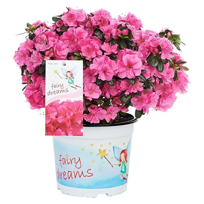 Piardino Japanische Azalee Fairy Dreams - Rhododendron obtusum 'Fairy Dreams', Topfgröße: 17 cm, Artenabhängig - Vorderansicht
