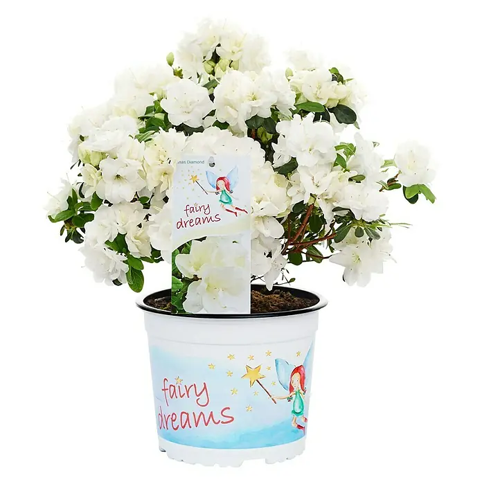 Piardino Japanische Azalee Fairy Dreams - Rhododendron obtusum 'Fairy Dreams', Topfgröße: 17 cm, Artenabhängig - Vorderansicht