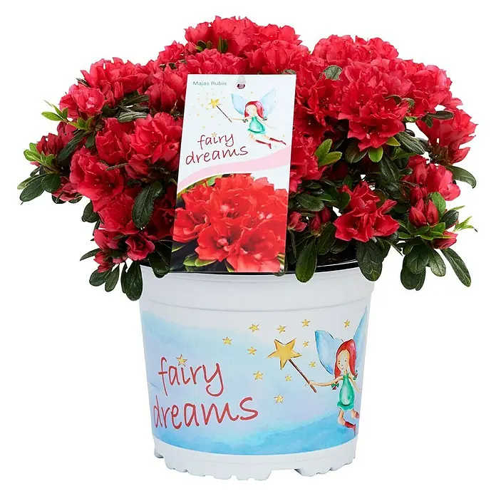 Piardino Japanische Azalee Fairy Dreams - Rhododendron obtusum 'Fairy Dreams', Topfgröße: 17 cm, Artenabhängig - Vorderansicht