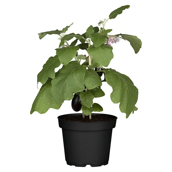 Piardino Aubergine Bio - Solanum melongena 'Madonna', 12 cm, Erntezeit: Juli - Oktober - Vorderansicht
