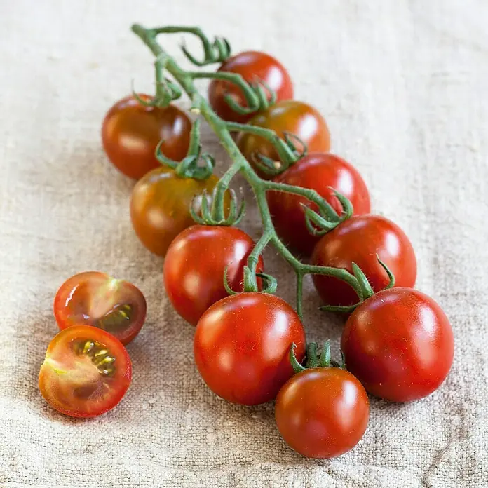 Piardino Tomate Bio - Solanum lycopersicum 'Solena® Sweet Choco', 11 cm, Erntezeit: Juli - Oktober - Stimmungsaufnahme