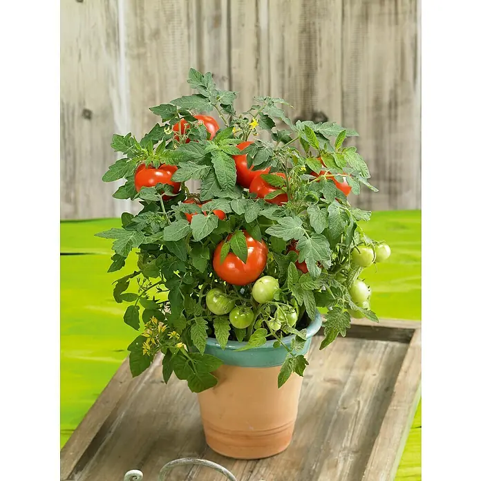 Piardino Mini-Tomate - Solanum lycopersicum 'Verino' F1, Erntezeit: Juli - Oktober - Stimmungsaufnahme